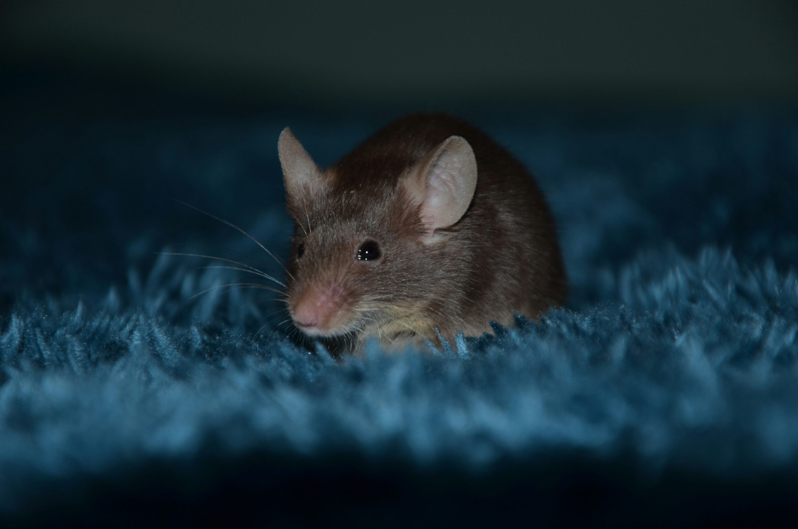 tanja-0wT1vOF_0XU-unsplash
